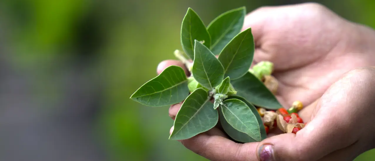 Co je to ashwagandha - foto rastliny