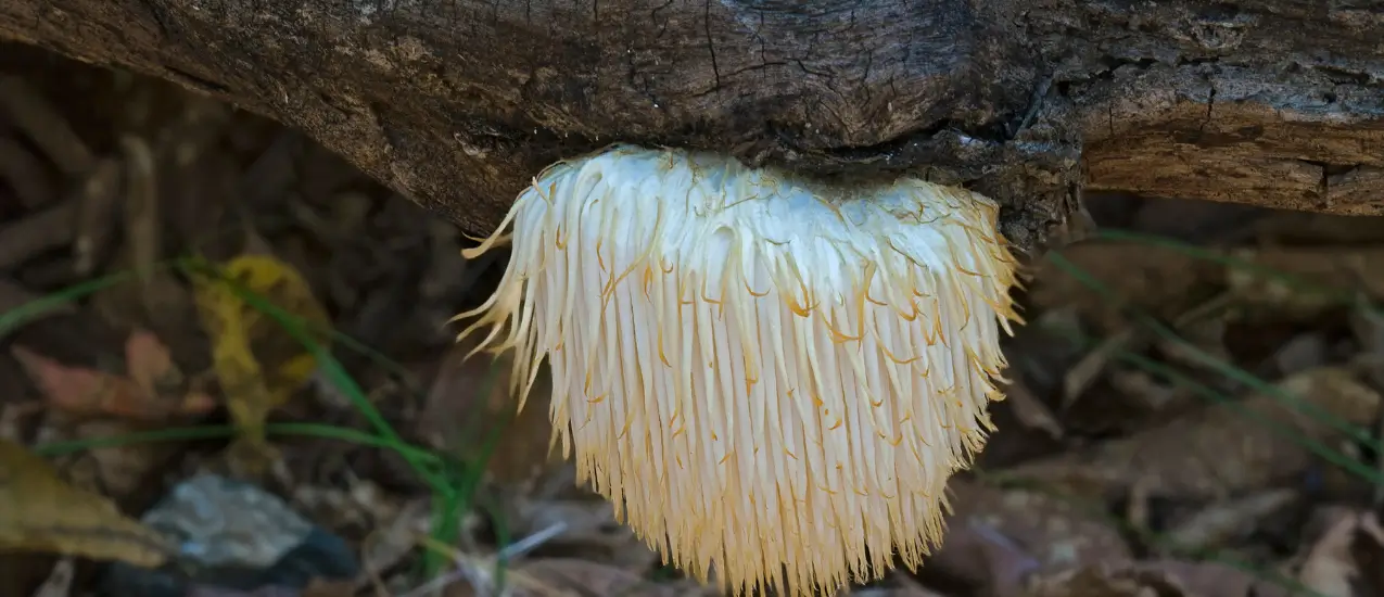 hericium erinaceus
