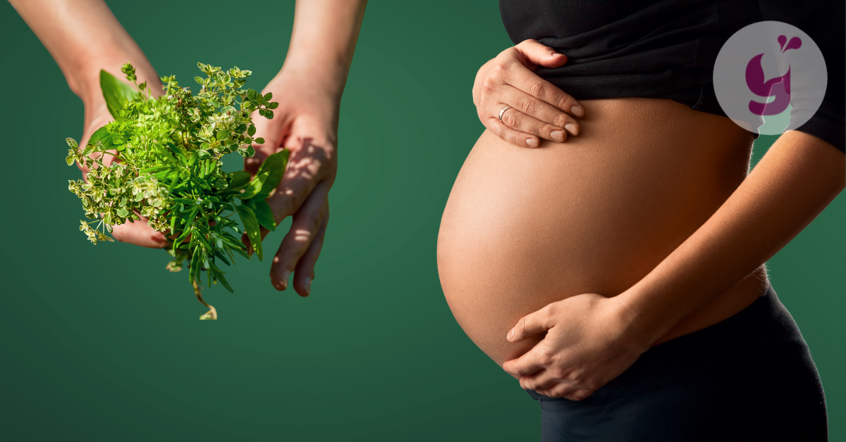 Které bylinky v těhotenství jsou vhodné a které zakázané?