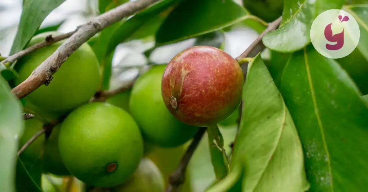 Čo je camu camu? Spoznajte účinky ovocia plného vitamínu C