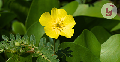 Kotvičník zemní (Tribulus terrestris): 4 účinky + nežádoucí