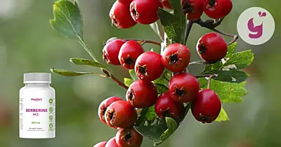 Čo je berberín? 8 účinkov (aj nežiadúcich) + ako užívať