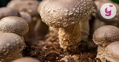 Houba shiitake a její účinky (i nežádoucí): proč ji vyzkoušet?