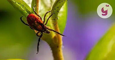 Kliešťová encefalitída: príznaky, priebeh, liečba, prevencia